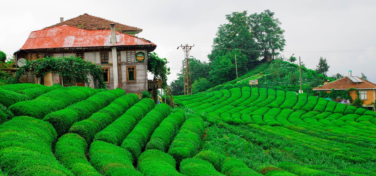 Rize-Ayder Plateau and Fırtına Valley Tour